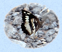 Papillon