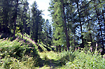 Sentier du vallon de la rouanne