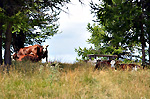 Djeuner sur l'herbe