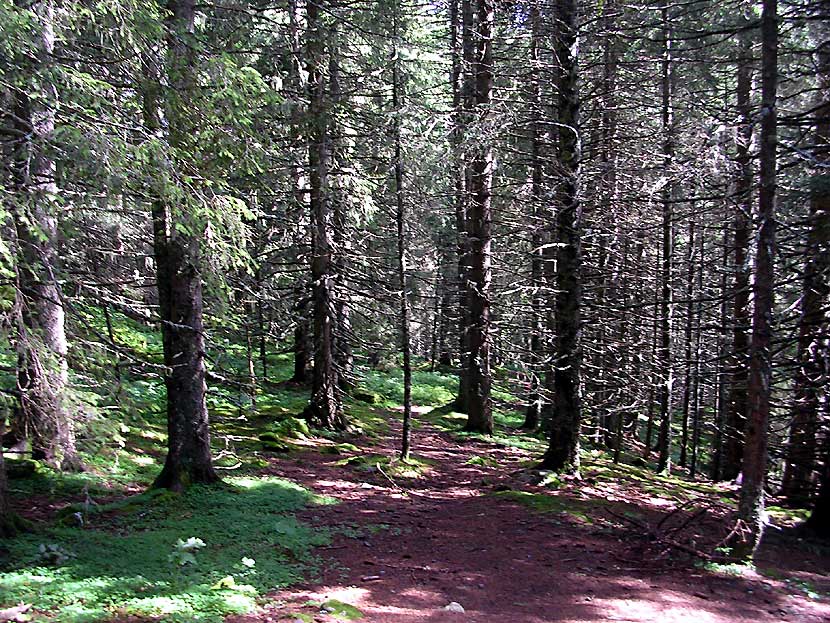 Le sentier dans la fort