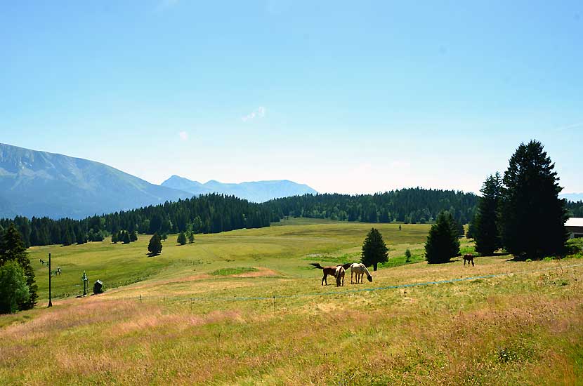 L'Arselle