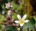 Saxifrage toile