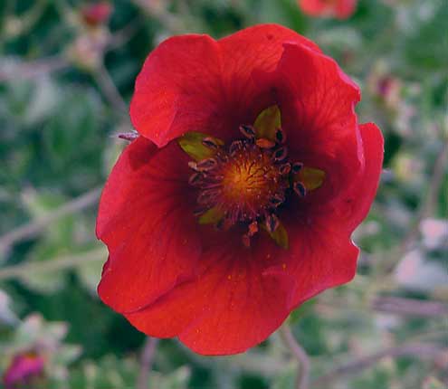 Potentille Rouge-sand - Himalaya
