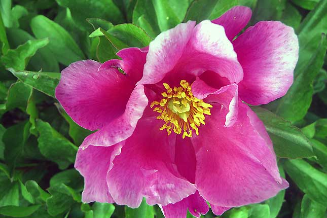 Pivoine du Caucase - Paeonia daurica Andrews