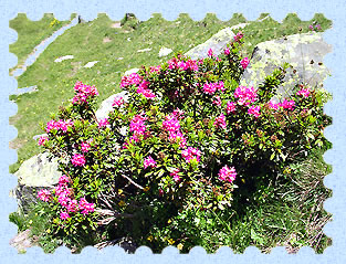 Rhododendrons
