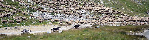 Moutons et chiens de berger