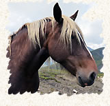 Cheval de trait