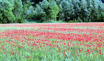 Champ de Coquelicot