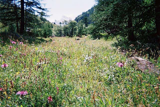 Un aspect du sentier cologique du petit belvdre du Viso