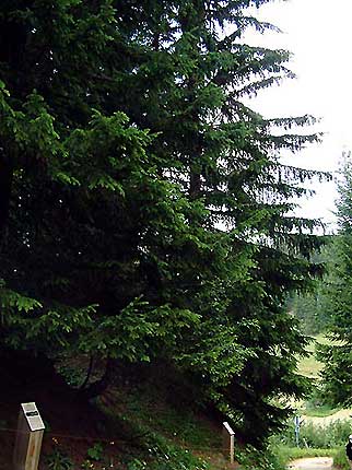 Les picas du col du Pr