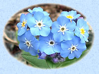 Myosotis Alpestre