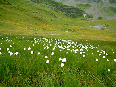 Linaigrette