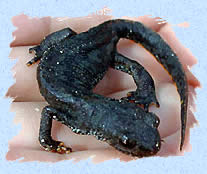 Salamandre