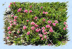 Rhododendrons