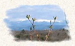 Le mont Ventoux au loin