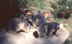 Le clan marmotte attendant les morceaux de carrottes.