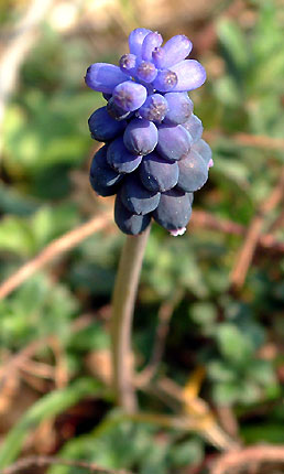 Muscari