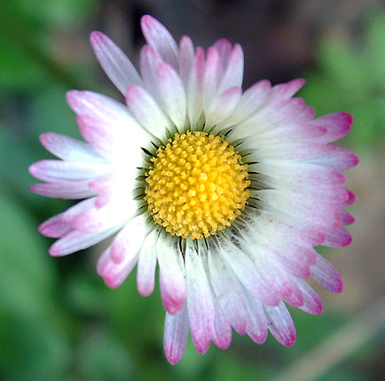 Feu d'artificie floral