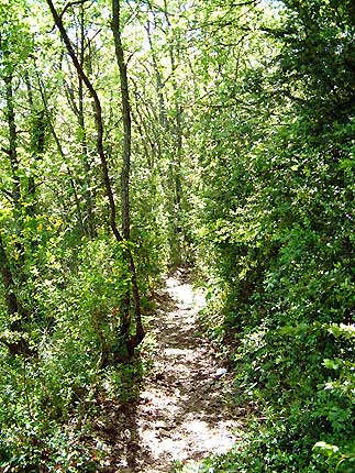 Monte dans les chnes