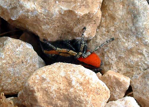 Araignes du coin