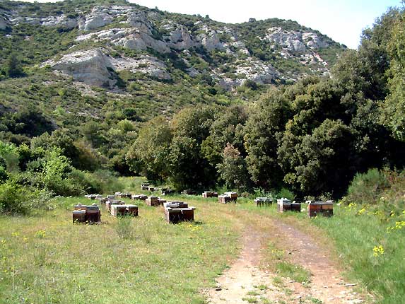 Ruches en bas du vallon