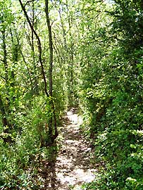 Monte dans les chnes