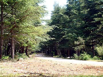 La route des cdres