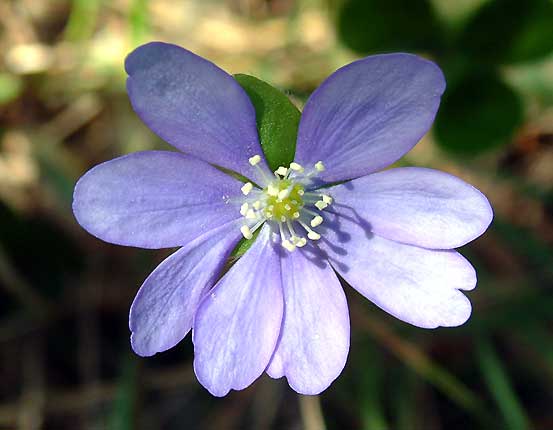 Fleur de Provence