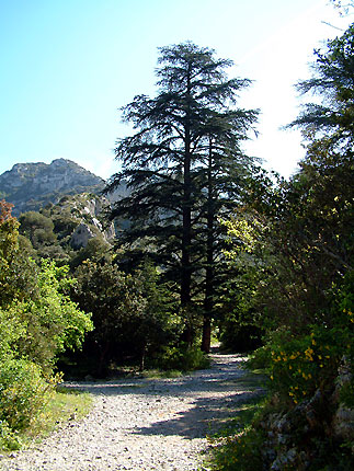 Les cdres, gardiens de la Combe