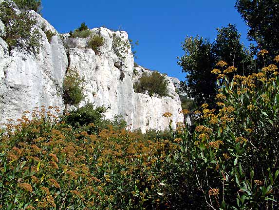 Les arbustes se font hauts