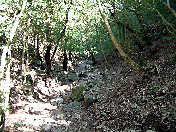 Le lit du ruisseau se dessine