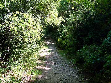 Le sentier en sous bois