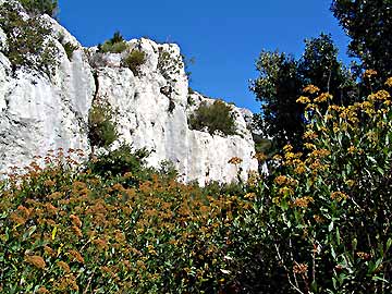 Les arbustes se font hauts