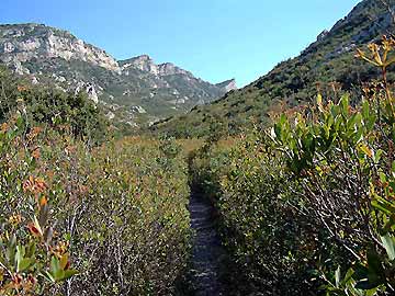 La sente troite dans la garrigue