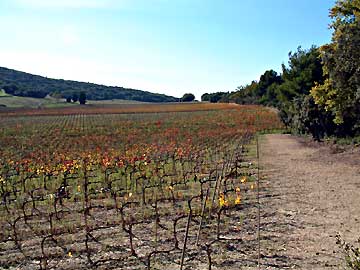 Champ de vignes  la Font de l'Orme