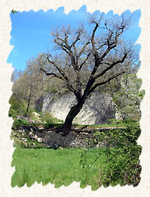 Le moulin des Etangs