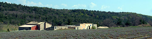 Champs de lavande et hameau de Savouillon