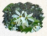 Fleurs de l'amelanchier