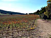 Champ de vigne - Luberon - Provence