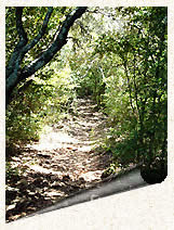 Le sentier de la descente, tout en ombre et au frais