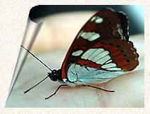 Papillon