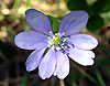 Fleurs de provence