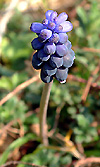 Fleurs du luberon