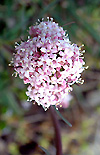 Fleurs du Luberon