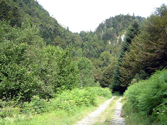 Dbut de la balade, le sentier forestier