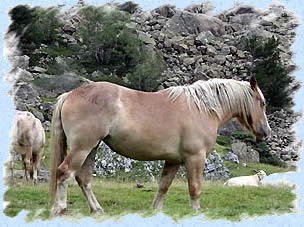 Cheval en libert