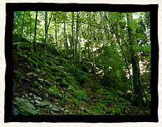 Le sentier de la balade, en sous bois