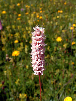 Fleur de montagne, la Bistorte