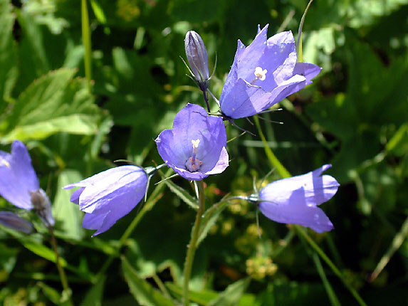 Fleur de montagne, la Campanule