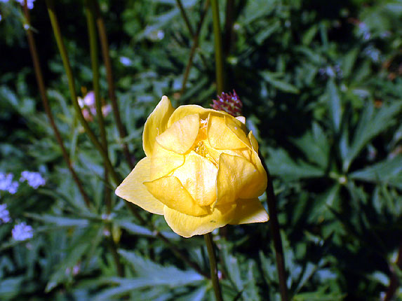 Fleurs des alpes, Trolle d'Europe